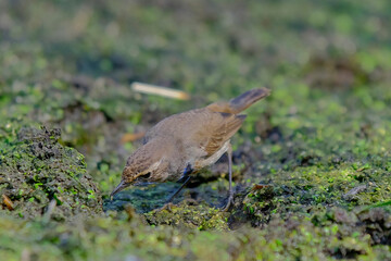 Siberian Bluethroat