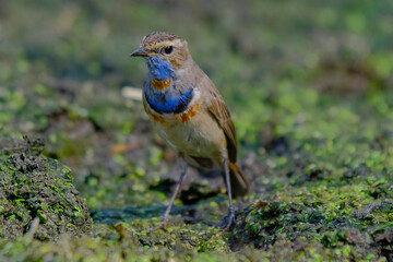 Siberian Bluethroat