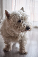 Portrait of the West Highland White Terrier on a wooden grey floor. Ears upright and attentive eyes.