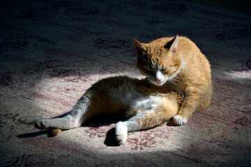 Ginger cat is sitting on the floor. The greyhound cat is sprawled on the carpet and washes its paws.