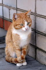 Ginger cat sits against the wall of the house. Tabby kitten walks outdoors. Cute kitten close up.