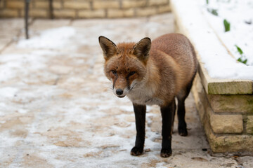 Beautiful red fox in a snowy garden.