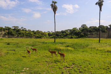 African savannah landscape with antelopes