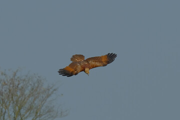 Brahminy Kite