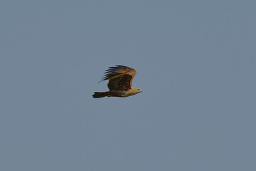 Brahminy Kite