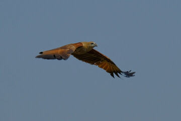 Brahminy Kite