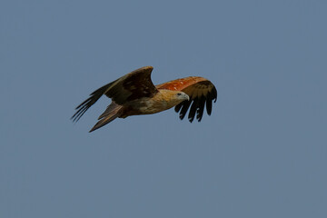 Brahminy Kite