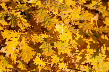 Colorful autumn background of autumn maple tree leaves.