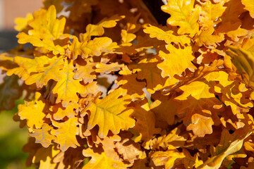 Colorful autumn background of autumn maple tree leaves.