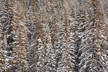 Serene winter snowy forest. 