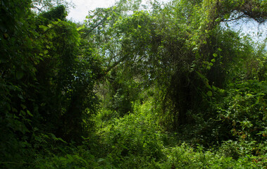 Jungle background. Amazon tropical rainforest. view of the lush green vegetation beautiful foliage,  texture and pattern. 