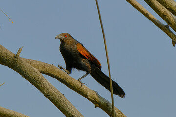 Greater Coucal