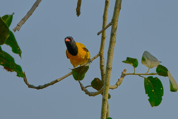 Black-hooded oriole