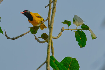 Black-hooded oriole