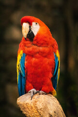 Guacamayo