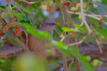 Chestnut-Tailed Starling