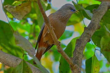 Chestnut-Tailed Starling