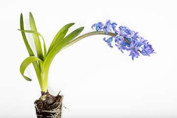 hyacinth plant bulbs and roots on a white background