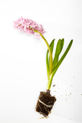 hyacinth plant bulbs and roots on a white background
