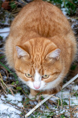 Naklejka na ściany i meble Ginger tabby kitten walks outdoors. Cute pet close up. First snow on the green grass.