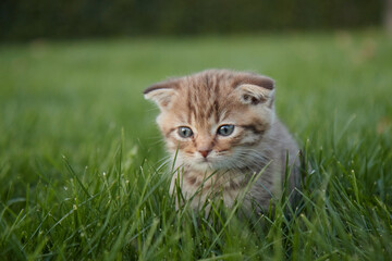 Naklejka na ściany i meble a small red kitten in the lush green grass sits and looks at the camera and plays in the grass