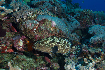 Naklejka na ściany i meble Camouflage grouper patrolling the reef in Layang Layang, Malaysia