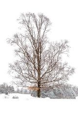 Fototapeta na wymiar Bare Tree In The Snow