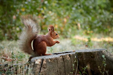 Naklejka na ściany i meble squirrel rodent sitting on a stump holding and eating a nut in its paws fluffy tail blurred background