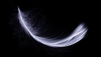 Feather texture. Nature abstract bird feather closeup isolated on black background in macro photography. Glamorous sophisticated airy artistic image on soft blurred background.