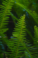 USA, Florida. Ferns.