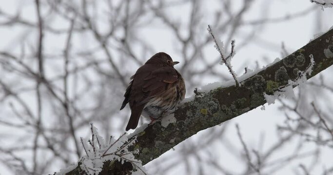 grive musicienne (Turdus philomelos) pos&eacute;e sur une branche enneig&eacute;e