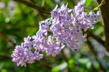 Lilac bloom sky blue spring. Flora freshness.