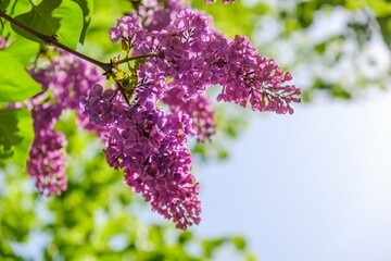 Lilac bloom sky blue spring. Purple gardening.