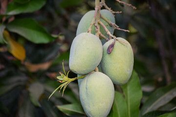 Green Pakistani mango hanging on tree close up, Baluchistan fruit season juice. Asian unripe food in garden natural plant summer background wallpaper photo