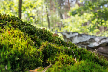 Tiny mushroom growing among green moss on a slope against the backdrop of a sunny forest, macro, shallow depth of  field.