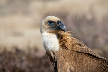 Griffon vulture