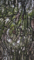 Detalle de textura de corteza de árbol con musgos