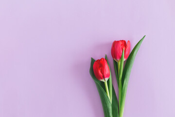 Tender pink tulips on pastel violet background. Greeting card for Women's day.