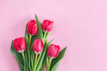 Tender pink tulips on pastel pink background. Greeting card for Women's day.