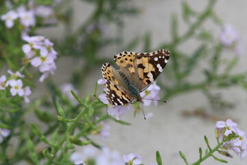Painted Lady (Vanessa cardui, Distelfalter) on Wangerooge