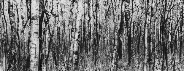 Obraz premium Close up and cropped image of an aspen forest in the winter showing a pattern of tree trunks and with a moody feeling 