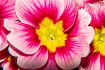 Obraz na płótnie Canvas Bright pink primrose with yellow heart close-up