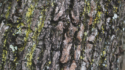 Detalle de textura de corteza de árbol con musgos