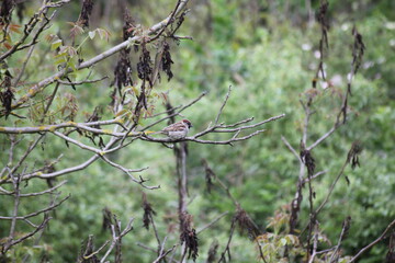 Tiere in der natur 