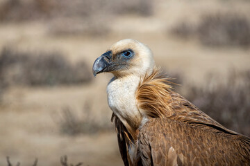 Griffon vulture portrait.