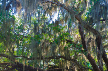Fototapeta premium USA, Florida. Tropical garden with palm trees and living oak covered in Spanish moss.