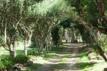 Rural road in the middle of a natural tunnel.