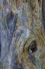 USA, Florida. Tree trunk.