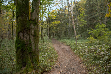 信州、北アルプス、上高地の登山道。苔生した大木。黄葉した木々。