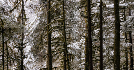Beautiful Trees in the Rain Forest during winter morning. White Snow Covered. Taken in Squamish, North of Vancouver, British Columbia, Canada.